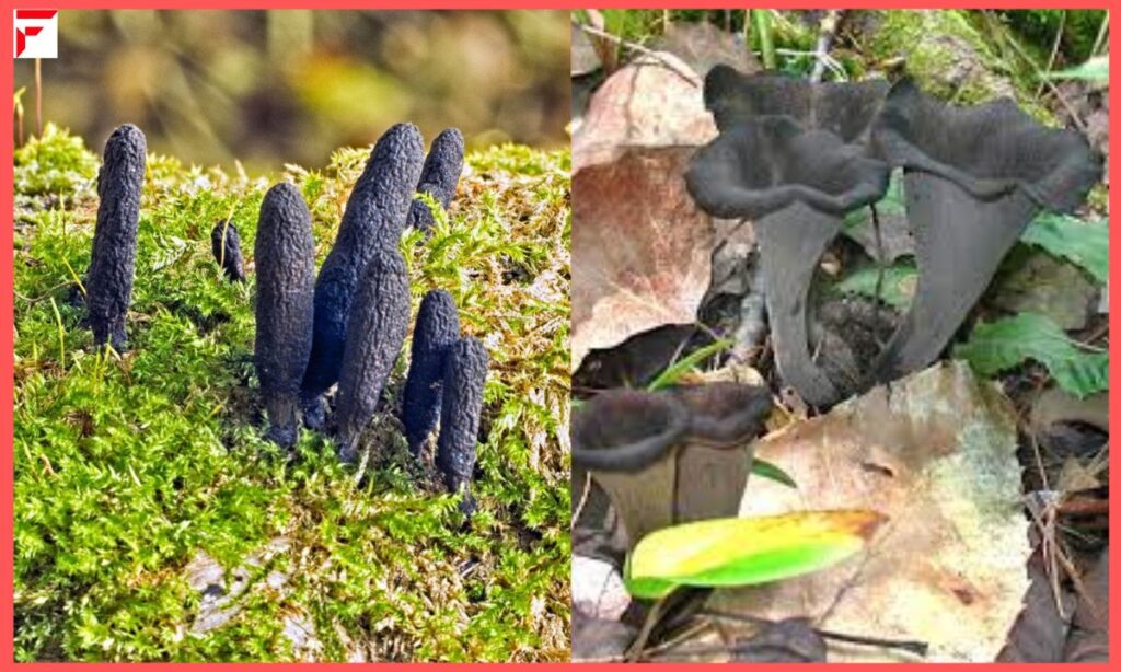 Black Mushrooms foods